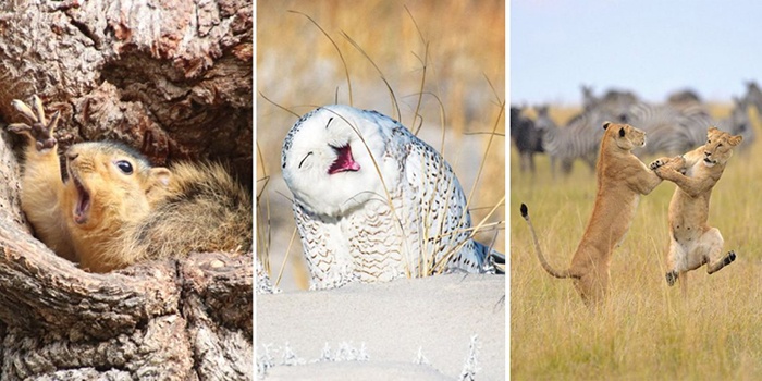 10 самых смешных фото животных по версии Comedy Wildlife Photography Awards 2019