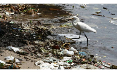 Mikroplastik çirklənmə hətta dağın başında da