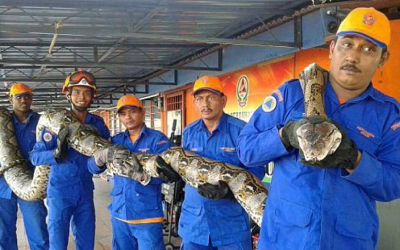 Keçini udan 7 metr 140 kilo piton tutulub