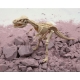 Oyuncaq 4M Dinosaur Rex 03221
