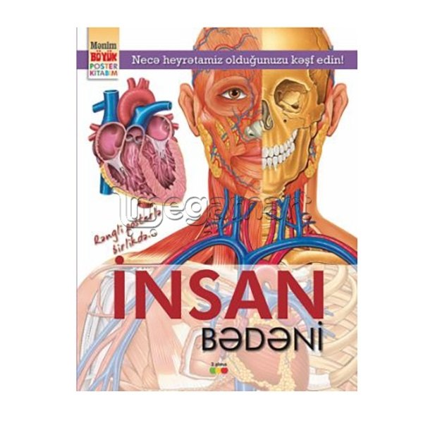 Книга "Mənim böyük poster kitabım - İnsan bədəni"